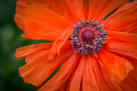 Memorial Day Poppy