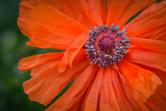 Memorial Day Poppy
