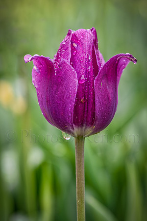 Purple Tulip In The Rain