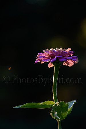Dahlia Dream
