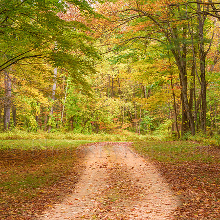 Autumn Path