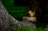 The Chipmunk Statue