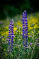 Pair Of Lupines
