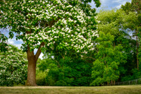 Dream Of The Catalpa Tree