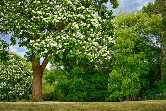 Dream Of The Catalpa Tree