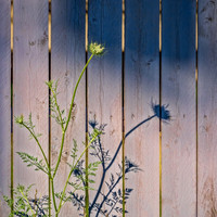 Queen's Shadow On A Fence