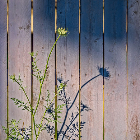 Queen's Shadow On A Fence