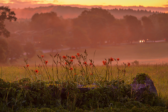 Lilies In The Fog