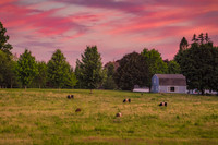 Sunset Over Belted Galloway Cows