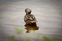 Preening Time