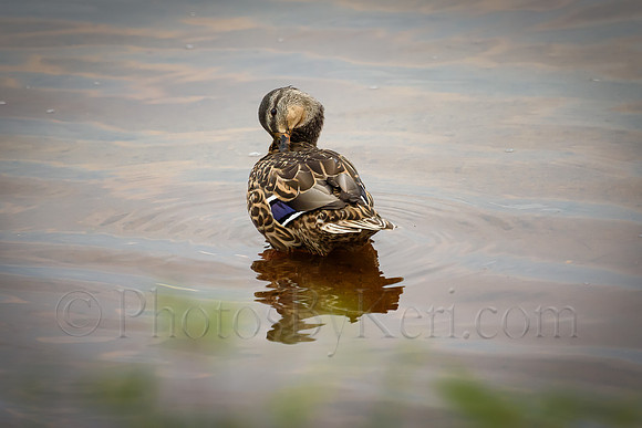 Preening Time