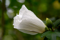 Rose of Sharon