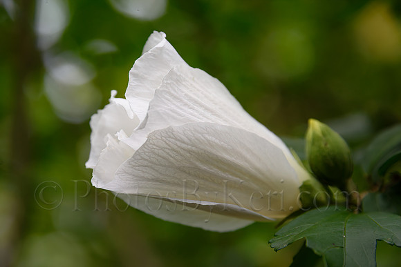 Rose of Sharon