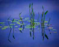 Pads At The Pond