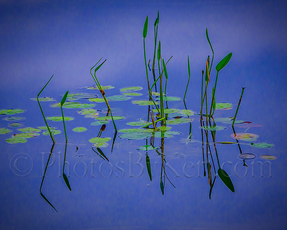 Pads At The Pond