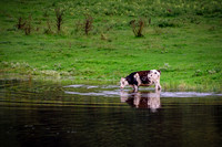 Cow