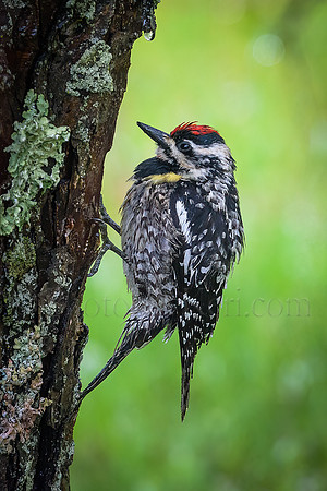 Yellow-Bellied Sapsucker