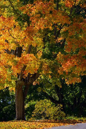 Autumn Glory
