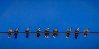 Nine On The Line