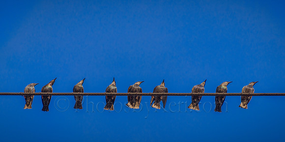 Nine On The Line