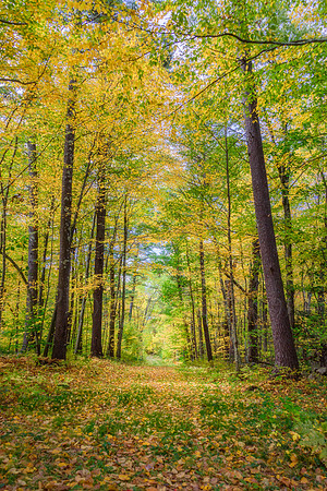 Footpath Through Foliage