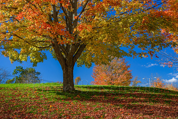 Sugar Maple in Autumn