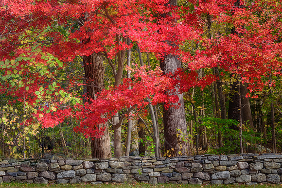 Autumn Reds