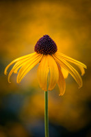 Golden Dance