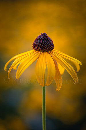 Golden Dance