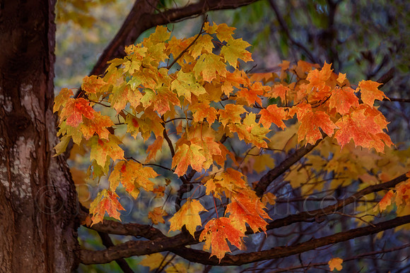 Yellows
