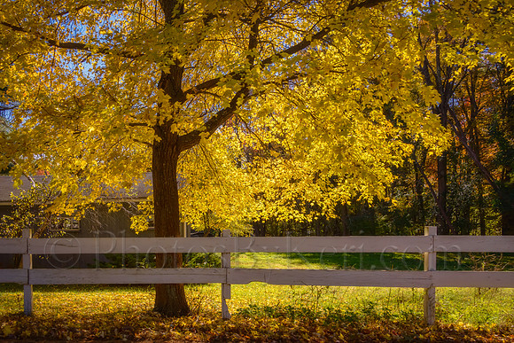 Foliage Behind The Fence