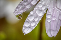 Daisy Reflection