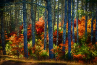 Late Autumn Foliage Painting