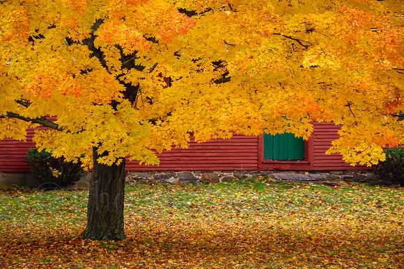 Beautiful Autumn Tree