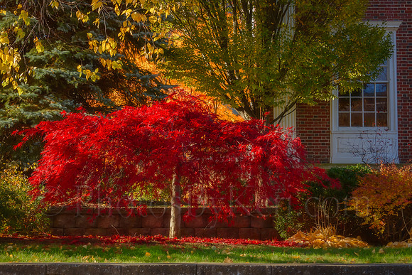 Red Fairy Tree