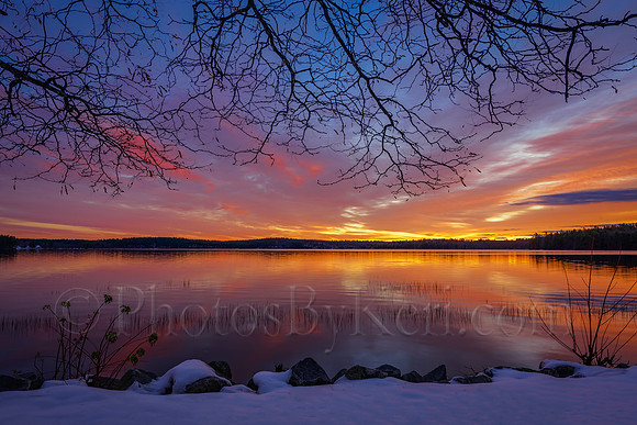 Branching Into Sunrise