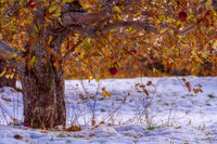 Apples Abandoned