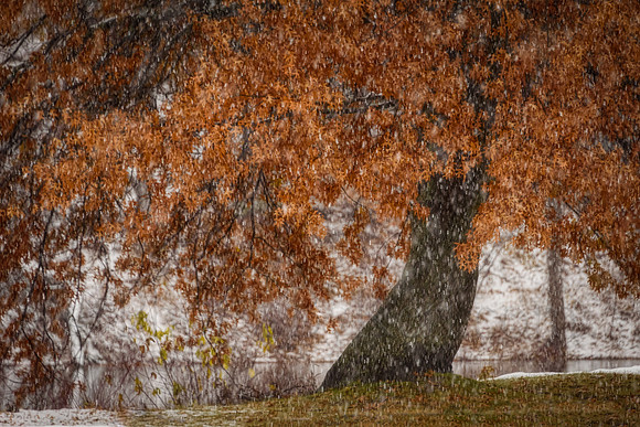 Snowy Afternoon