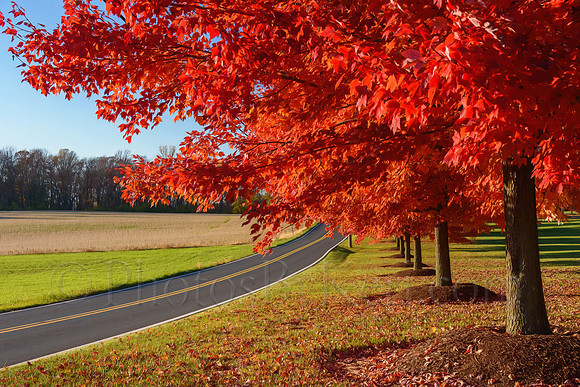 Red Tree Lane