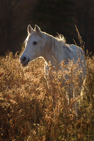 Gift Horse