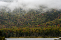 Foggy Foliage