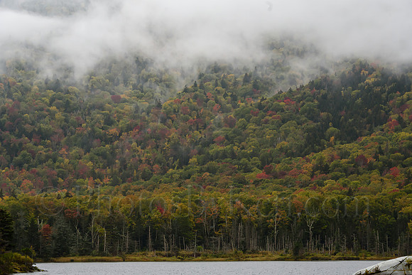 Foggy Foliage