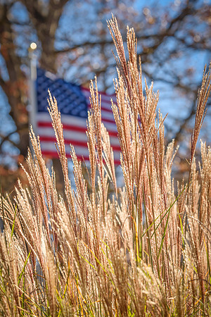 Amber Waves of Gratitude