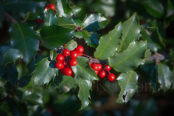 Holly