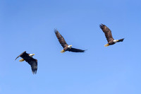 Soaring