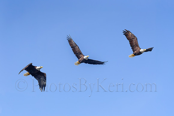 Soaring
