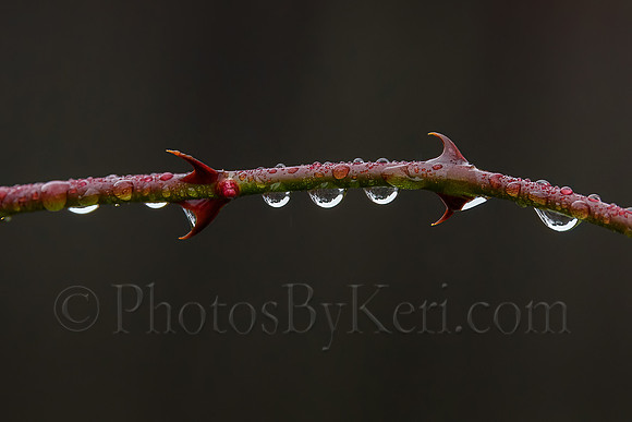 Drops Of Winter
