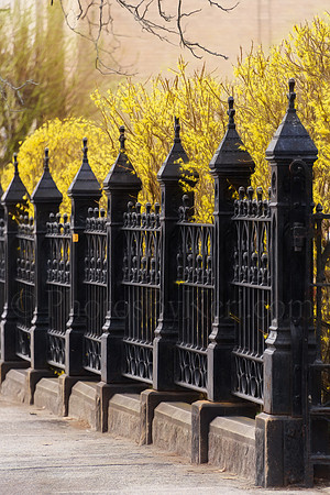 Forsythia Fence