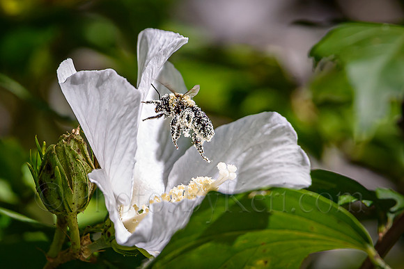Hibiscus And The Bee