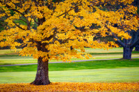 Dropping Leaves